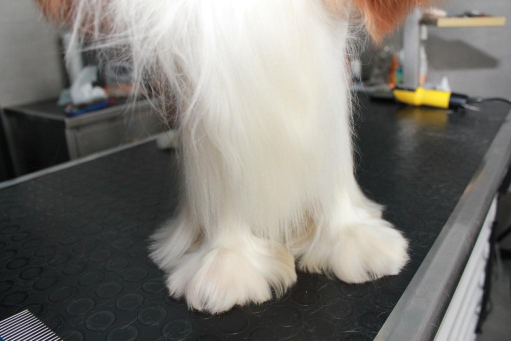 Grooming photo12 doc