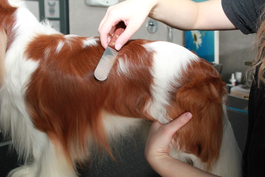 Grooming photo2 doc
