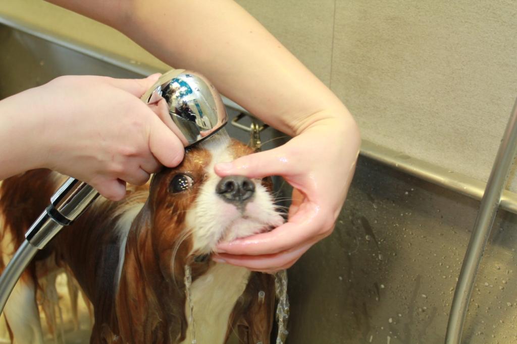 Grooming photo4 doc