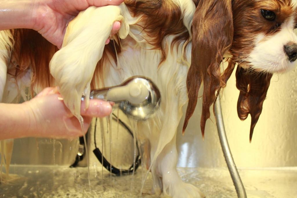 Grooming photo5 doc